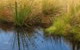 Subalpine tussock and reeds around the tarn.