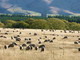 Sheep in the Waihopai, another valley in transition.