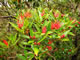 Southern rata flowers.