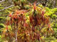 <em>Dracophyllum traversii</em> on Mt Perry.