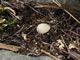 This small egg on Mt Perry was probably laid by a rare rock wren.