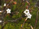 Tiny flowers on <em>Dracophyllum</em> shrubs on the downs.