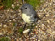 A gregarious South Island robin -- anything but secretive!