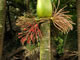 A remarkable nikau palm with flowers and seeds covering four seasons.