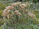 Flowering olearia ('tree daisy').