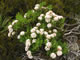 Flowering shrub [identification pending]