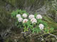 Flowering shrub [identification pending]